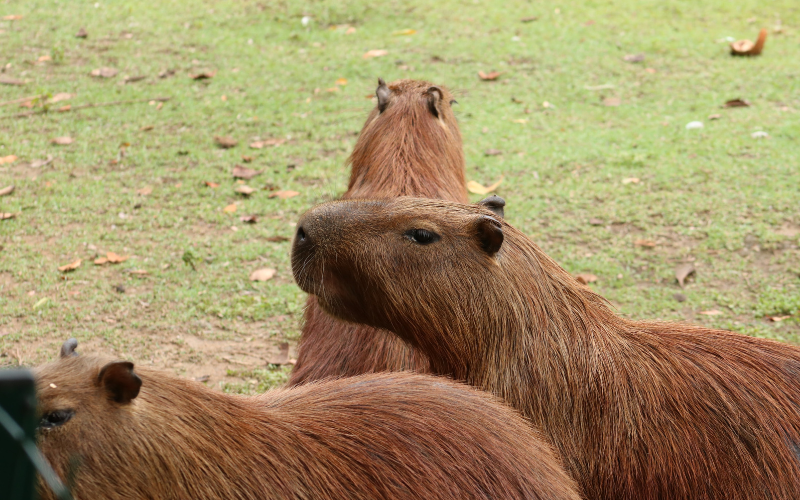 meme da clara a capivara｜Pesquisa do TikTok