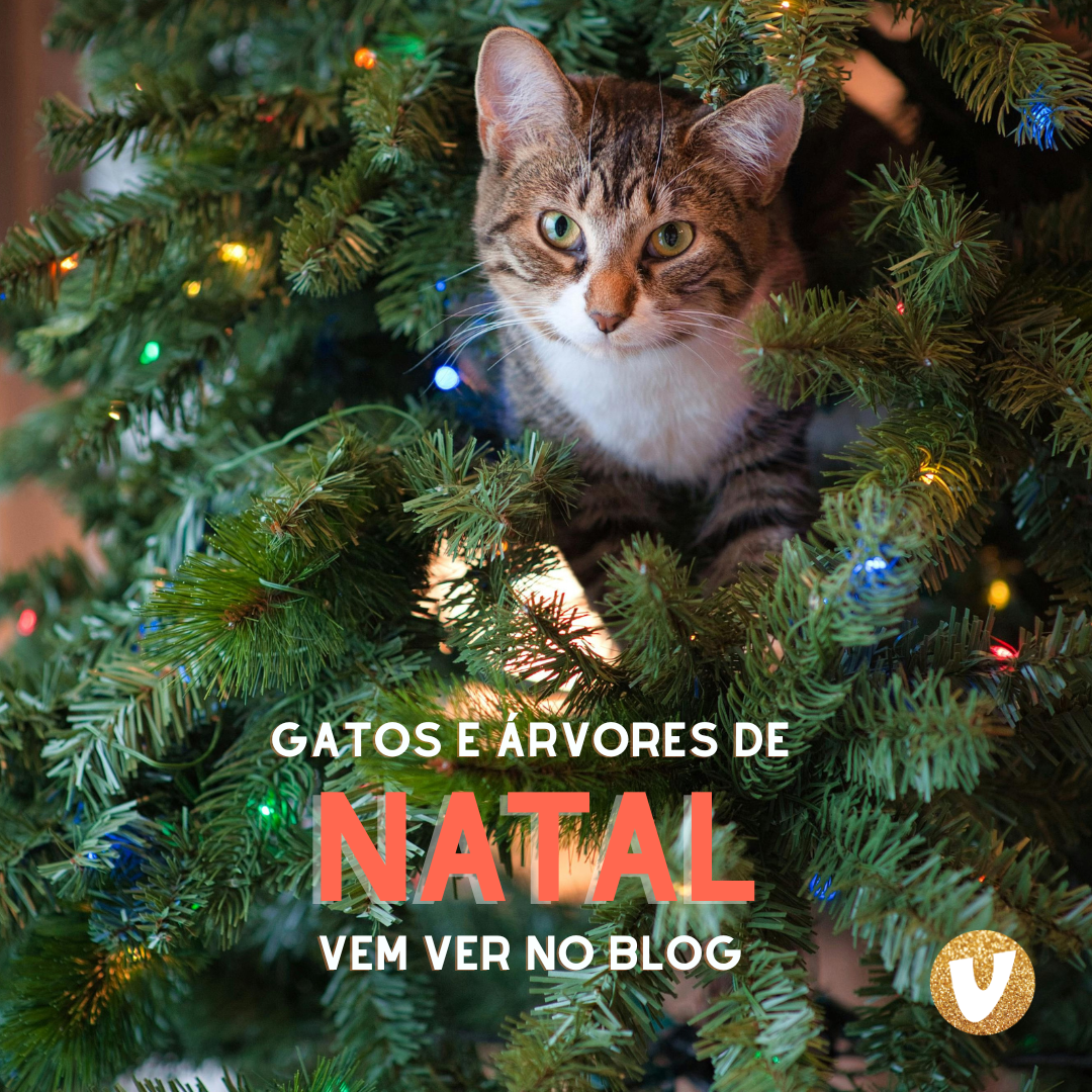 Memes: como ter uma árvore de Natal se você tem gatos